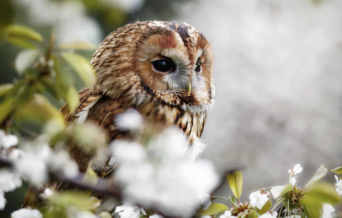 Photo wallpaper look, flowers, branches, owl, bird, portrait, spring, flowering