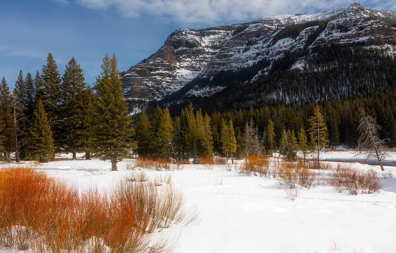 Photo wallpaper winter, forest, snow, trees, mountains, rocks, USA, Yellowstone