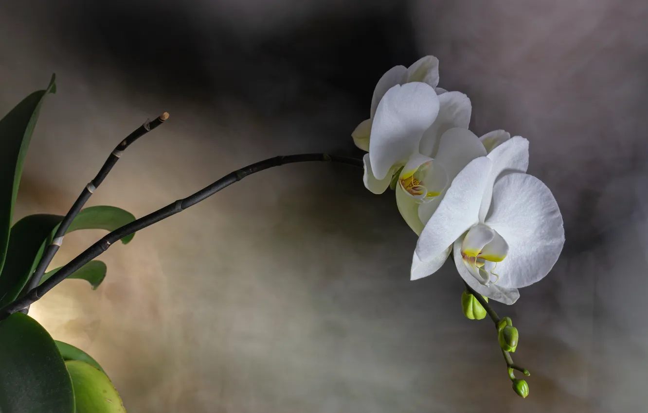 Photo wallpaper flowers, white, Orchid