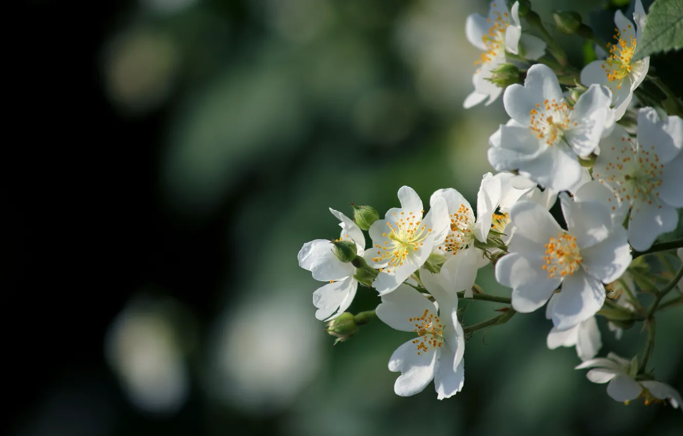 Photo wallpaper flowers, branches, glare, spring, white, flowering
