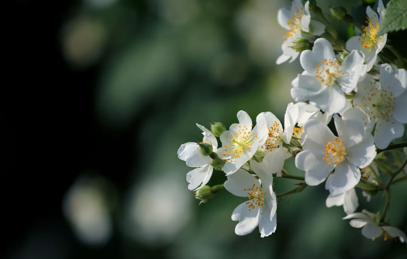 Photo wallpaper flowers, glare, branch, spring, white, flowering