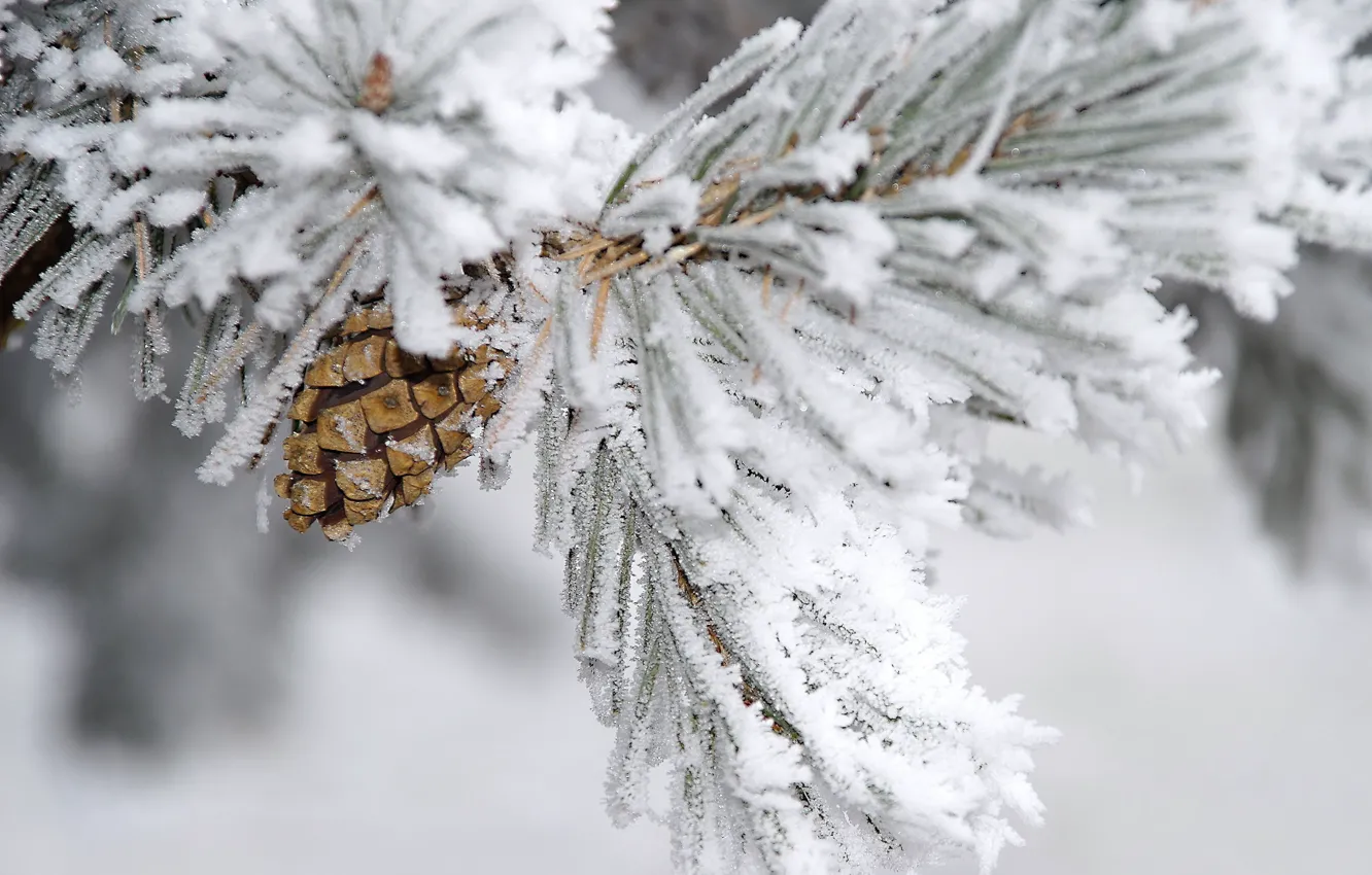 Photo wallpaper winter, snow, branch, bump, pine