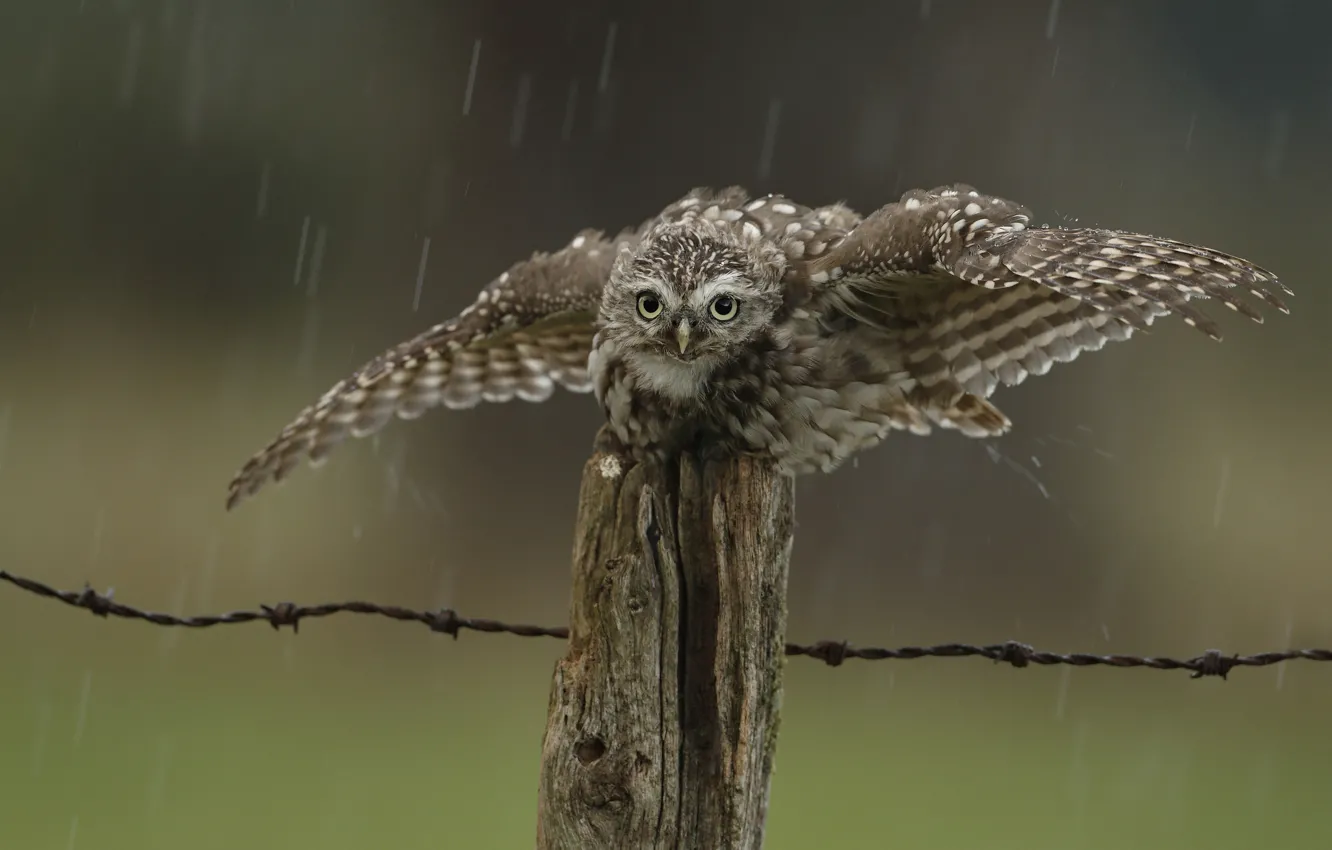 Photo wallpaper drops, rain, owl, bird, the fence