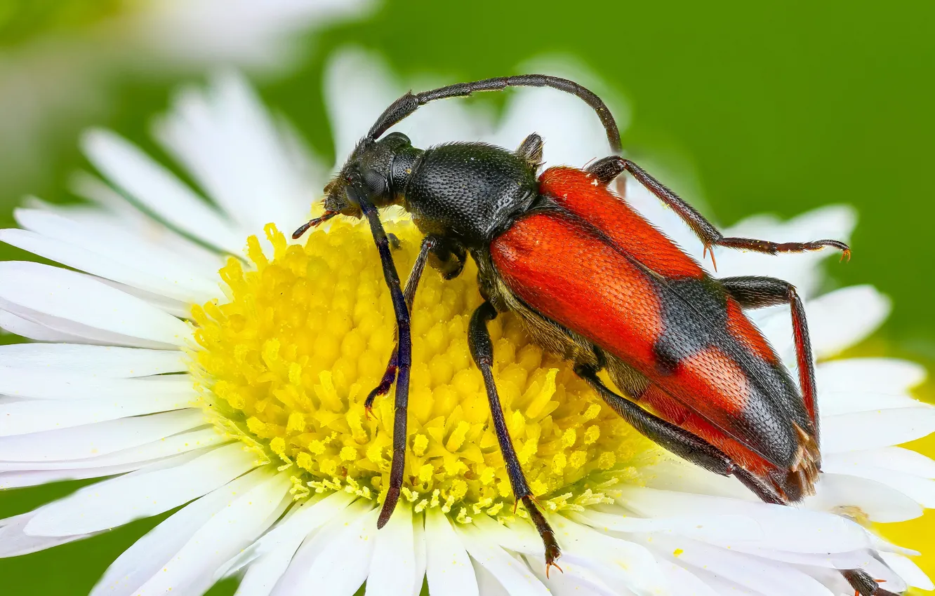 Photo wallpaper white, macro, flowers, red, green, background, chamomile, beetle