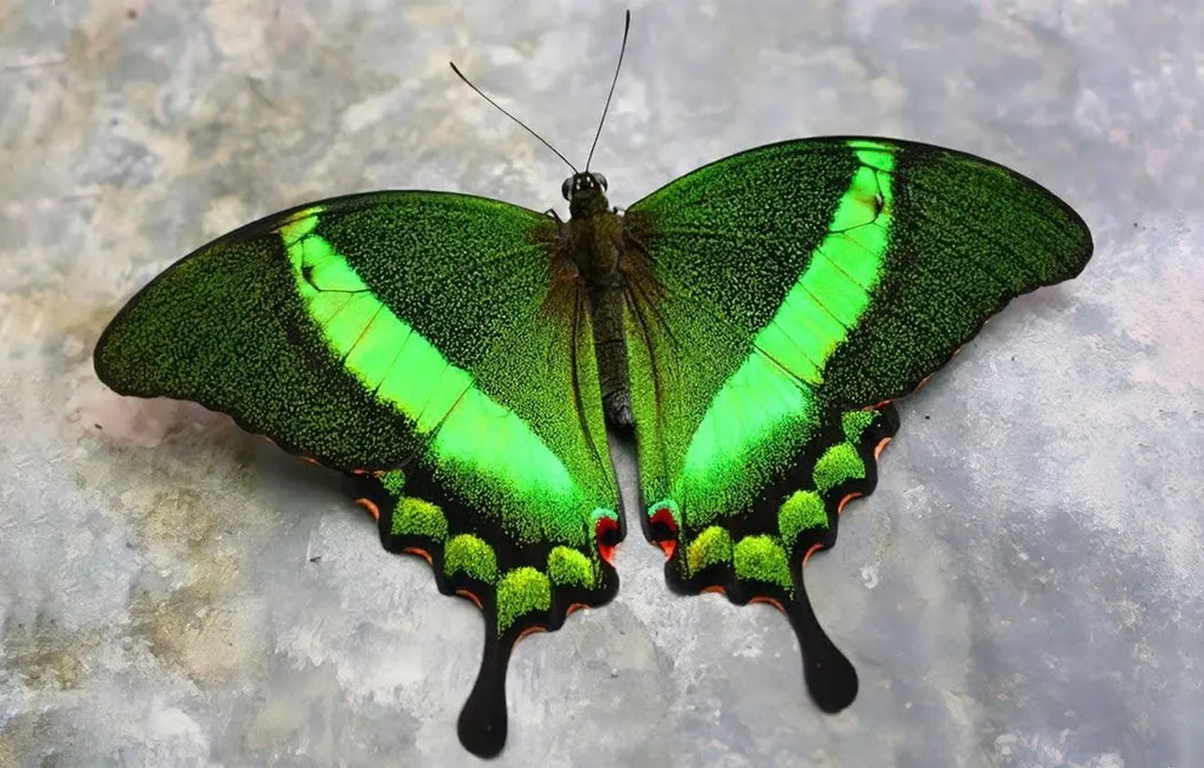 Photo wallpaper macro, wall, butterfly, wings, beautiful, closeup