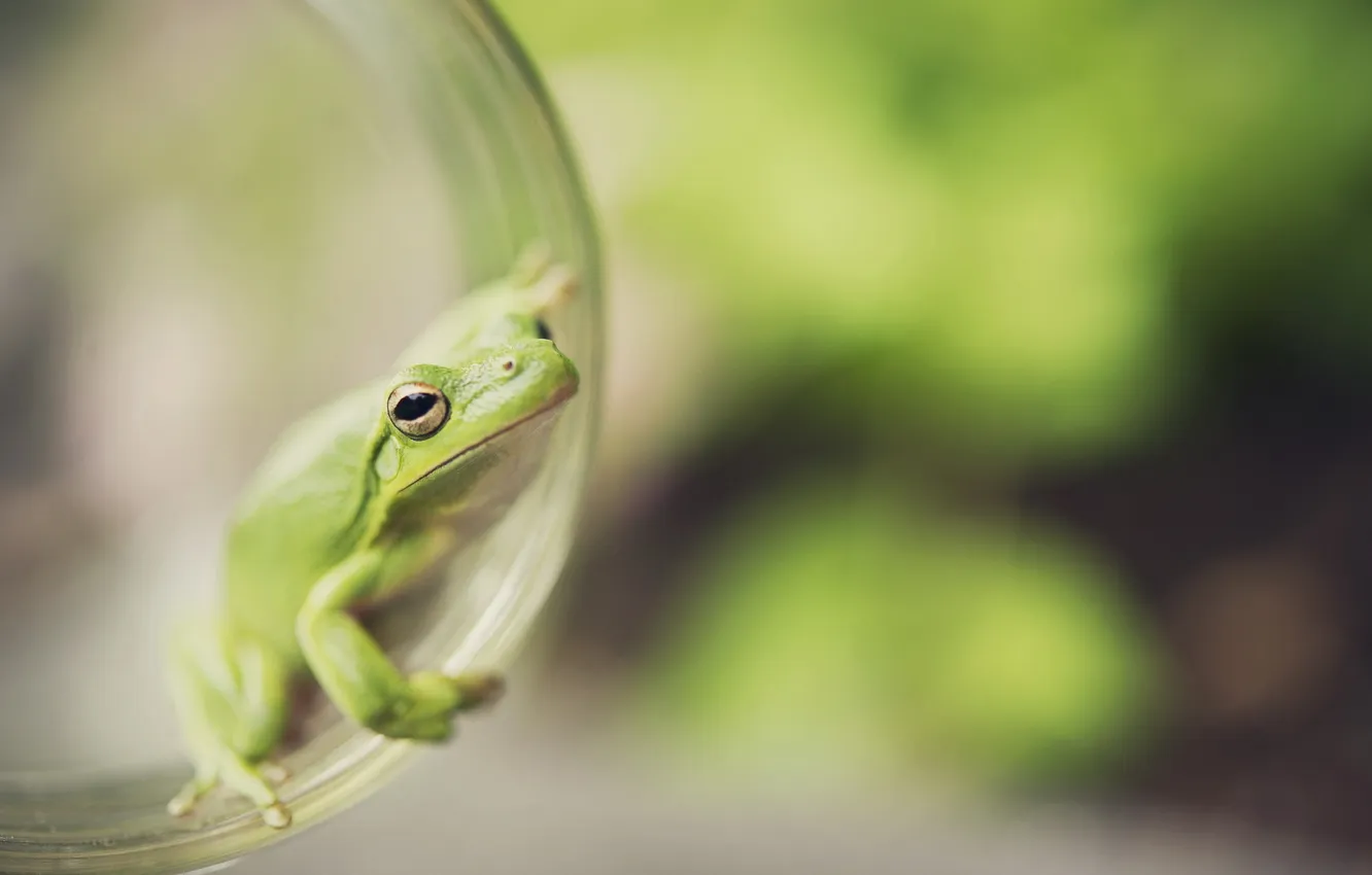 Photo wallpaper nature, background, frog