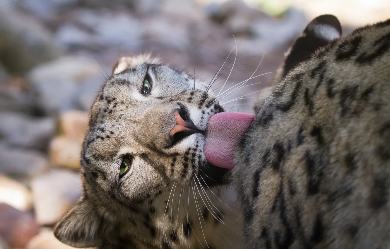 Photo wallpaper language, cat, IRBIS, snow leopard