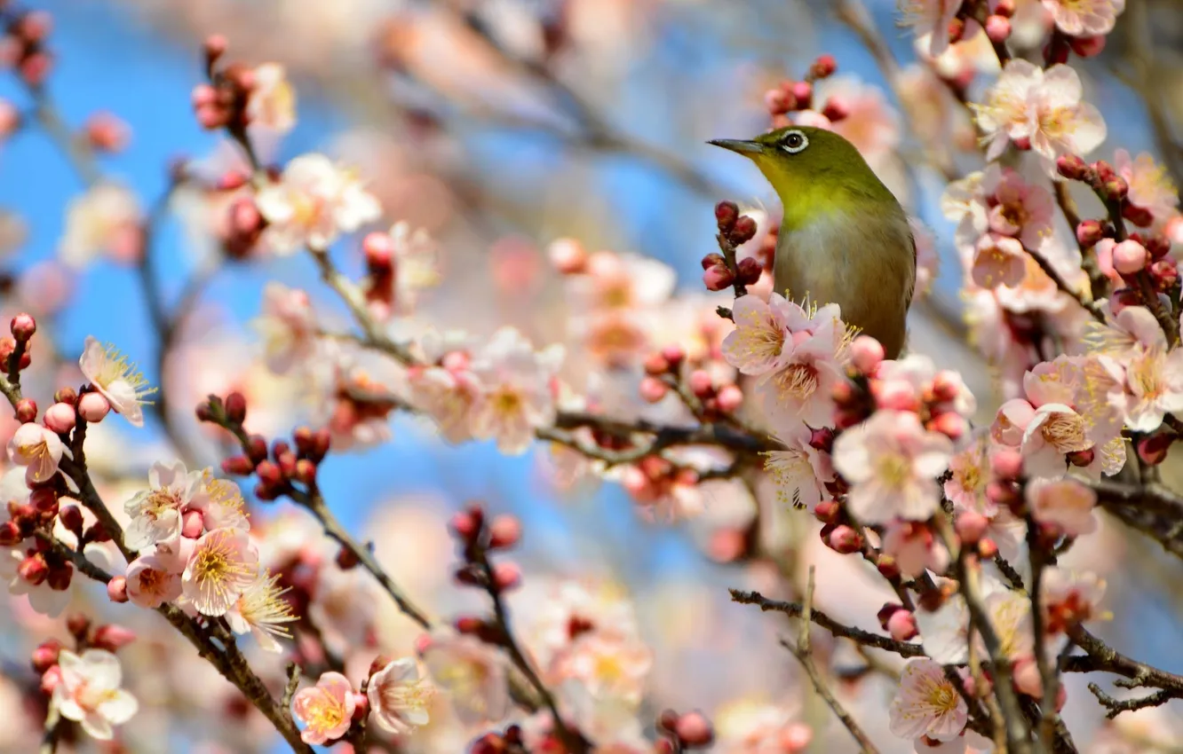 Photo wallpaper branches, tree, bird, apricot, flowering, Japanese white-eye