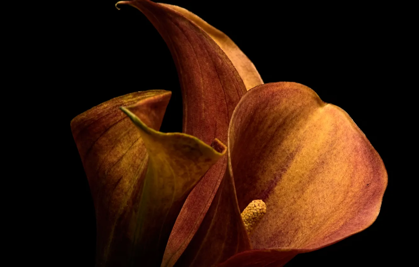 Photo wallpaper flowers, background, Calla Lilly