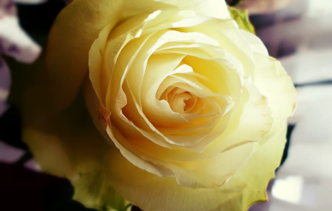 Photo wallpaper flowers, roses, cream, buds