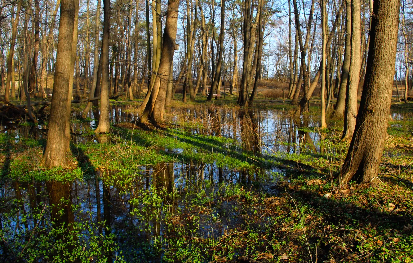 Photo wallpaper forest, water, park, tree