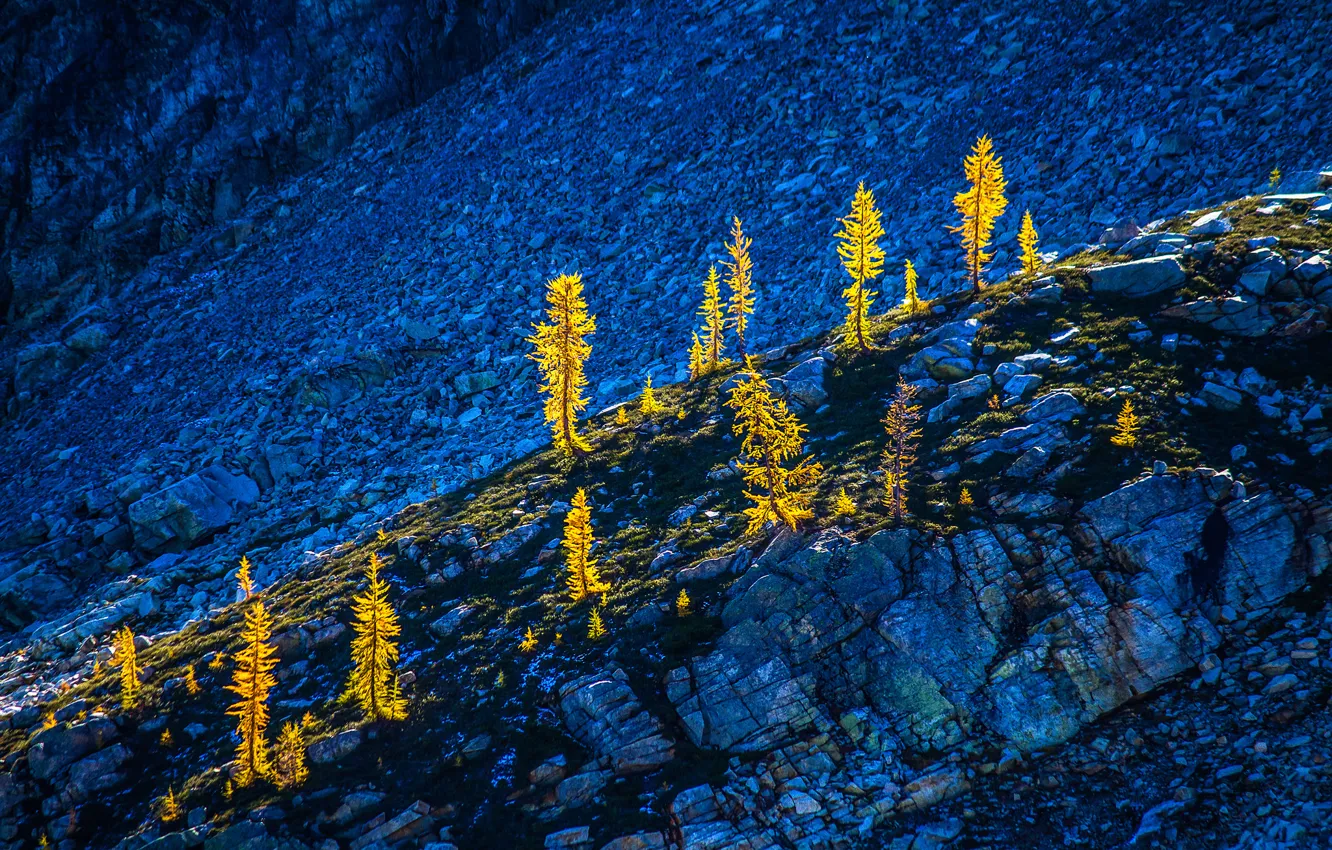 Photo wallpaper trees, mountains, nature