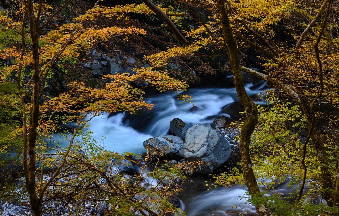 Photo wallpaper autumn, trees, stream, Japan, river