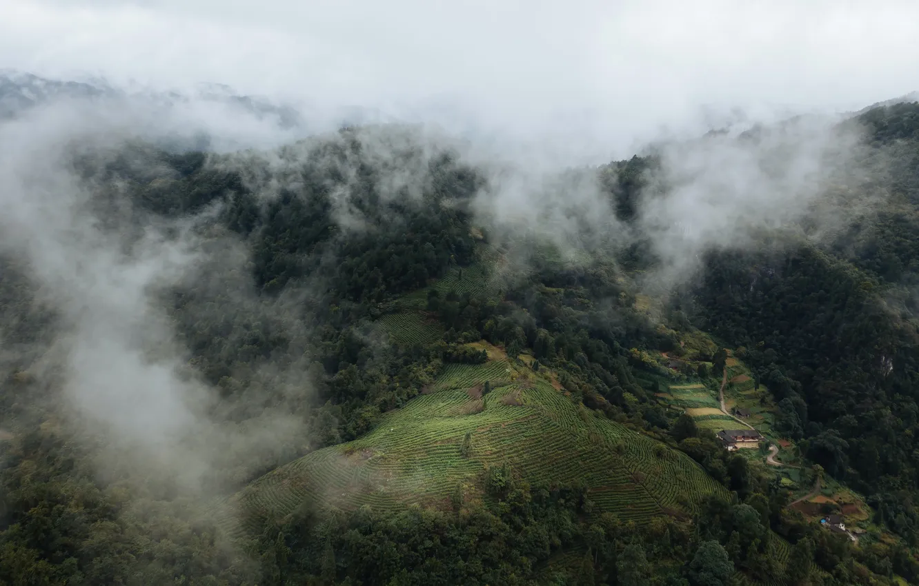 Photo wallpaper forest, nature, fog, hills