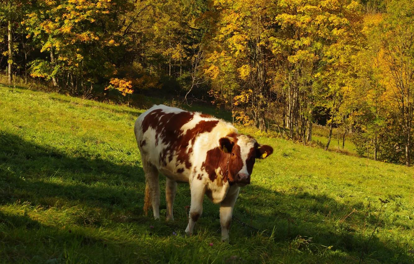 Photo wallpaper grass, trees, cow