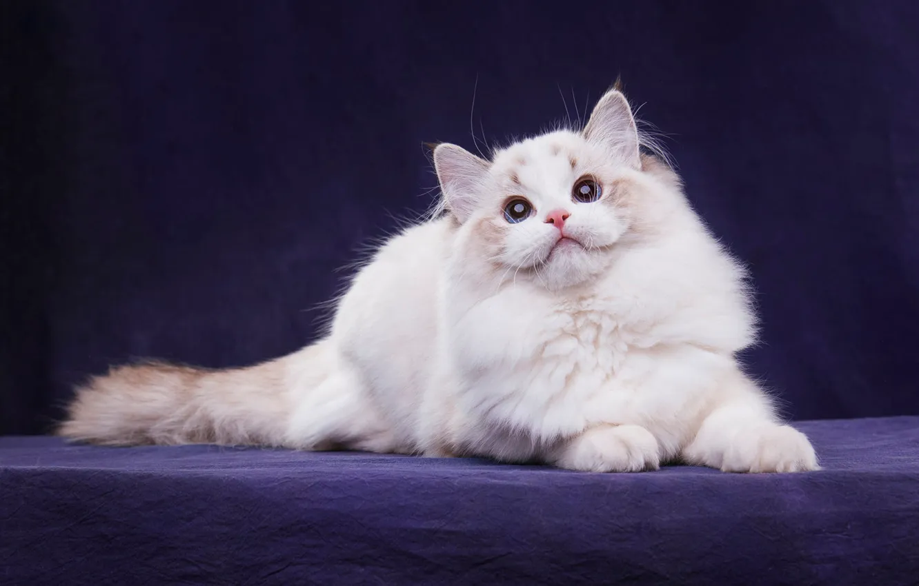 Photo wallpaper cat, white, cat, look, pose, the dark background, kitty, paws