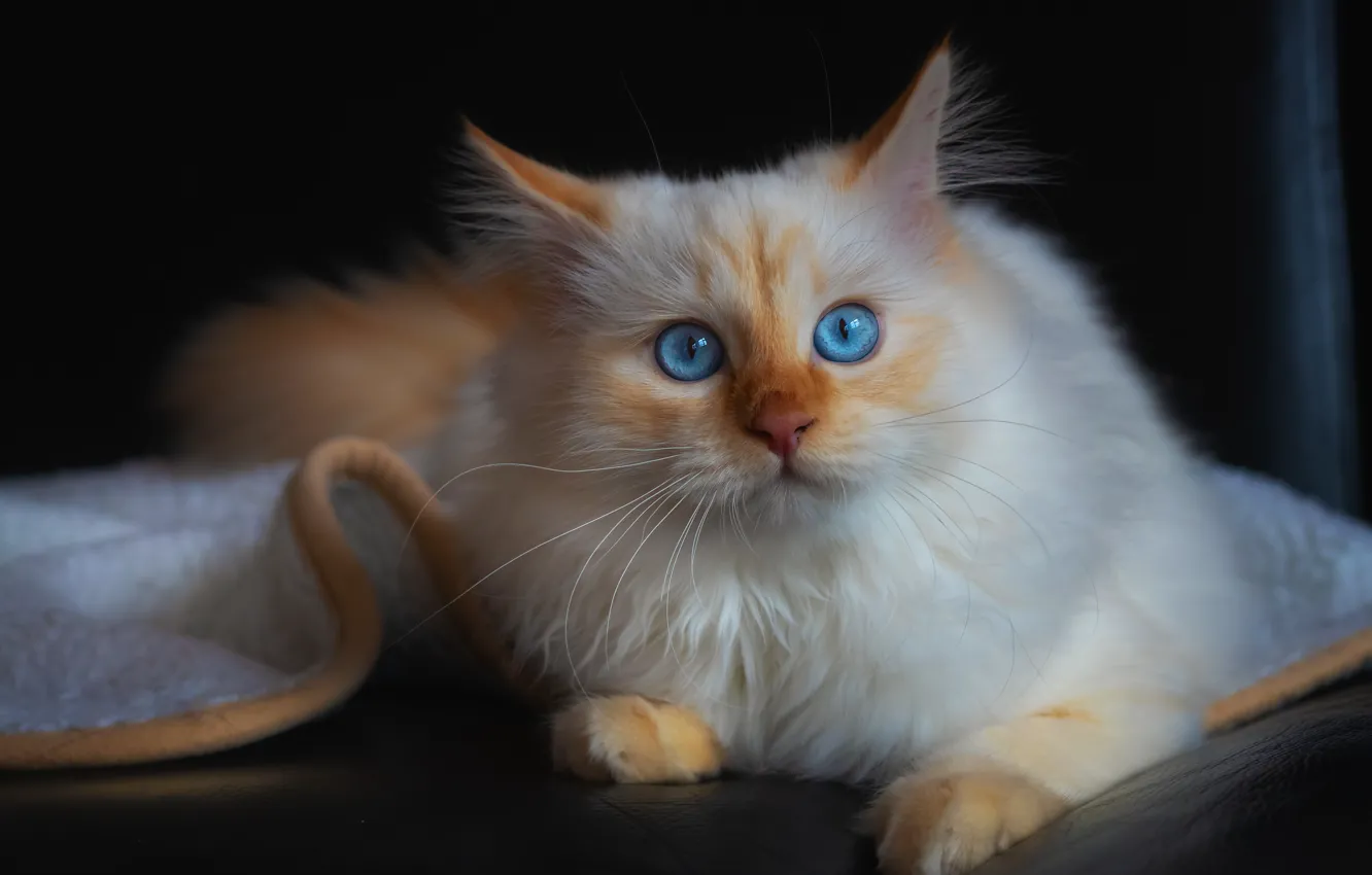 Photo wallpaper cat, cat, look, the dark background, kitty, sofa, portrait, fluffy