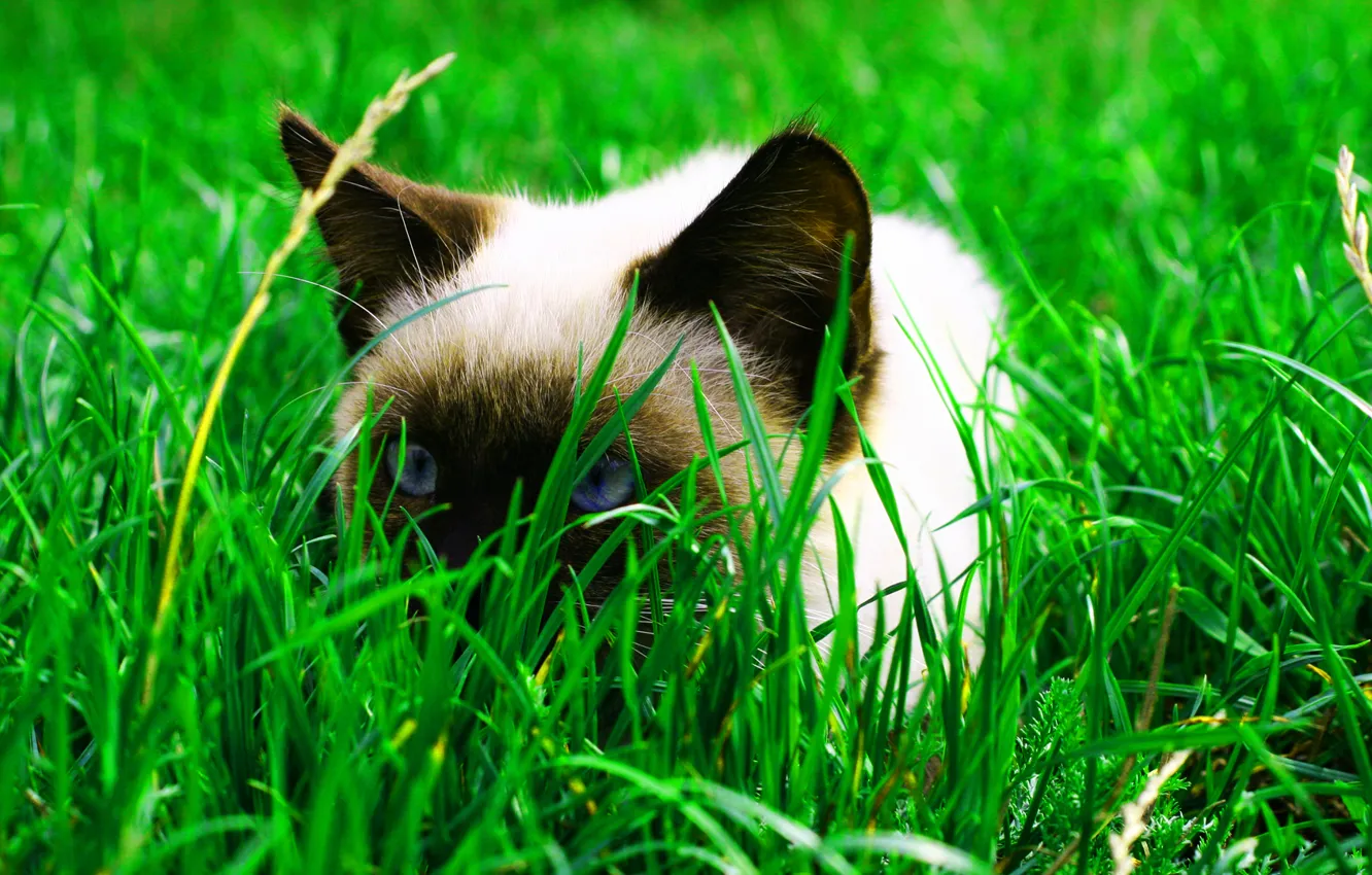 Photo wallpaper grass, cat, Grass, Cat, cat