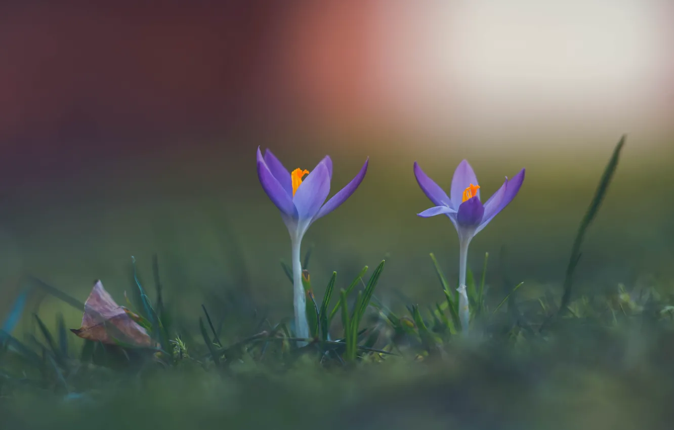 Photo wallpaper macro, background, spring, crocuses, Duo, saffron