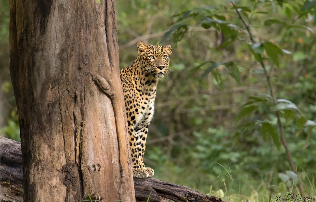 Photo wallpaper forest, leopard, the trunk of the tree, Rakesh Kumar Dogra