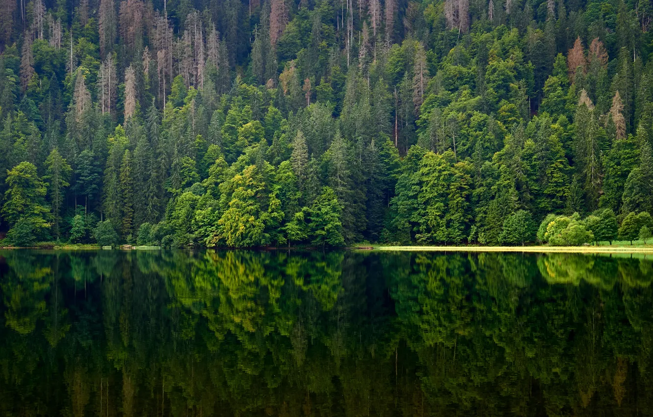 Photo wallpaper greens, forest, summer, water, trees, mountains, lake, reflection