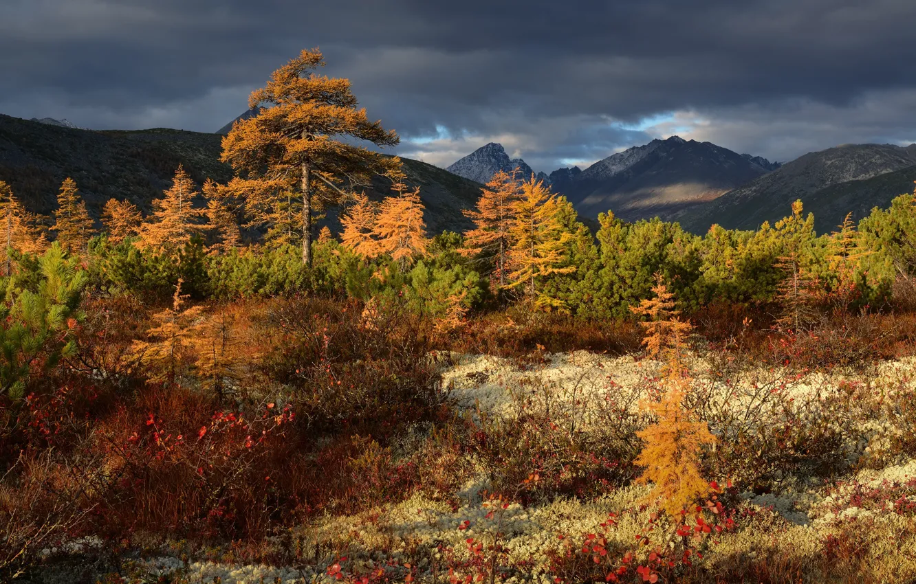 Photo wallpaper autumn, trees, landscape, mountains, clouds, nature, vegetation, Kolyma