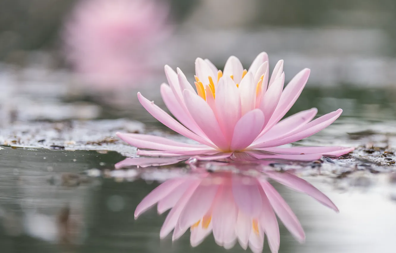 Photo wallpaper pond, reflection, pink, Lily, pond, bokeh, Nymphaeum, water Lily