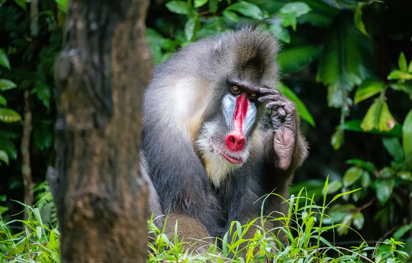 Photo wallpaper face, trees, monkey, mandrill