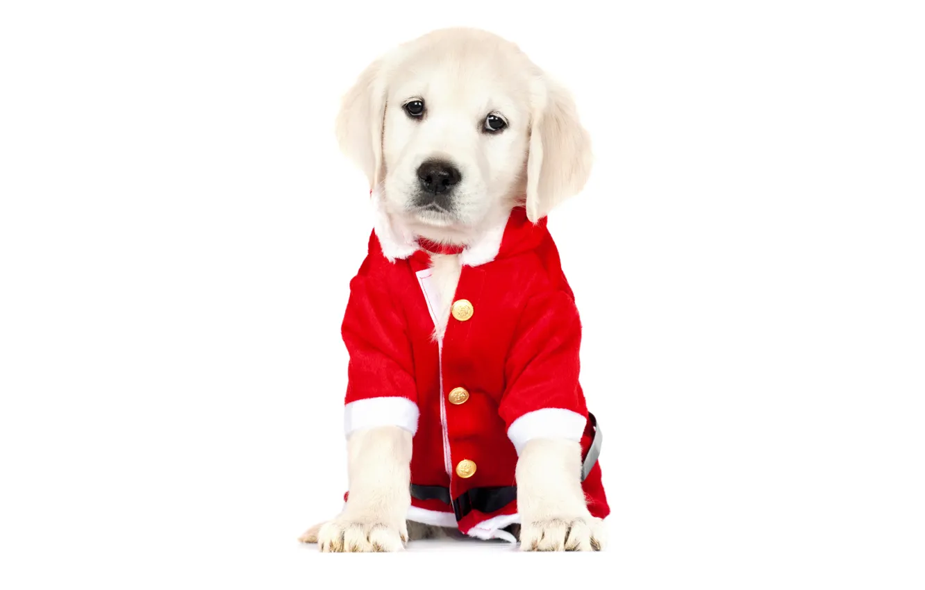 Photo wallpaper red, clothing, new year, Christmas, dog, costume, cute, puppy