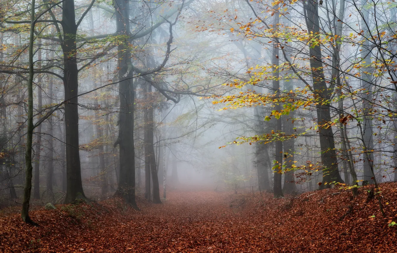 Photo wallpaper autumn, forest, leaves, trees, fog