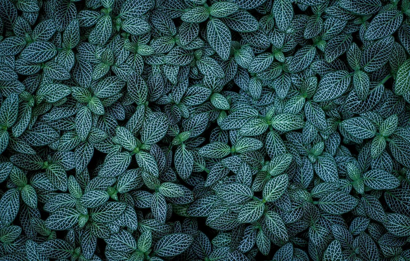 Photo wallpaper leaves, nature, plants, striped, veins