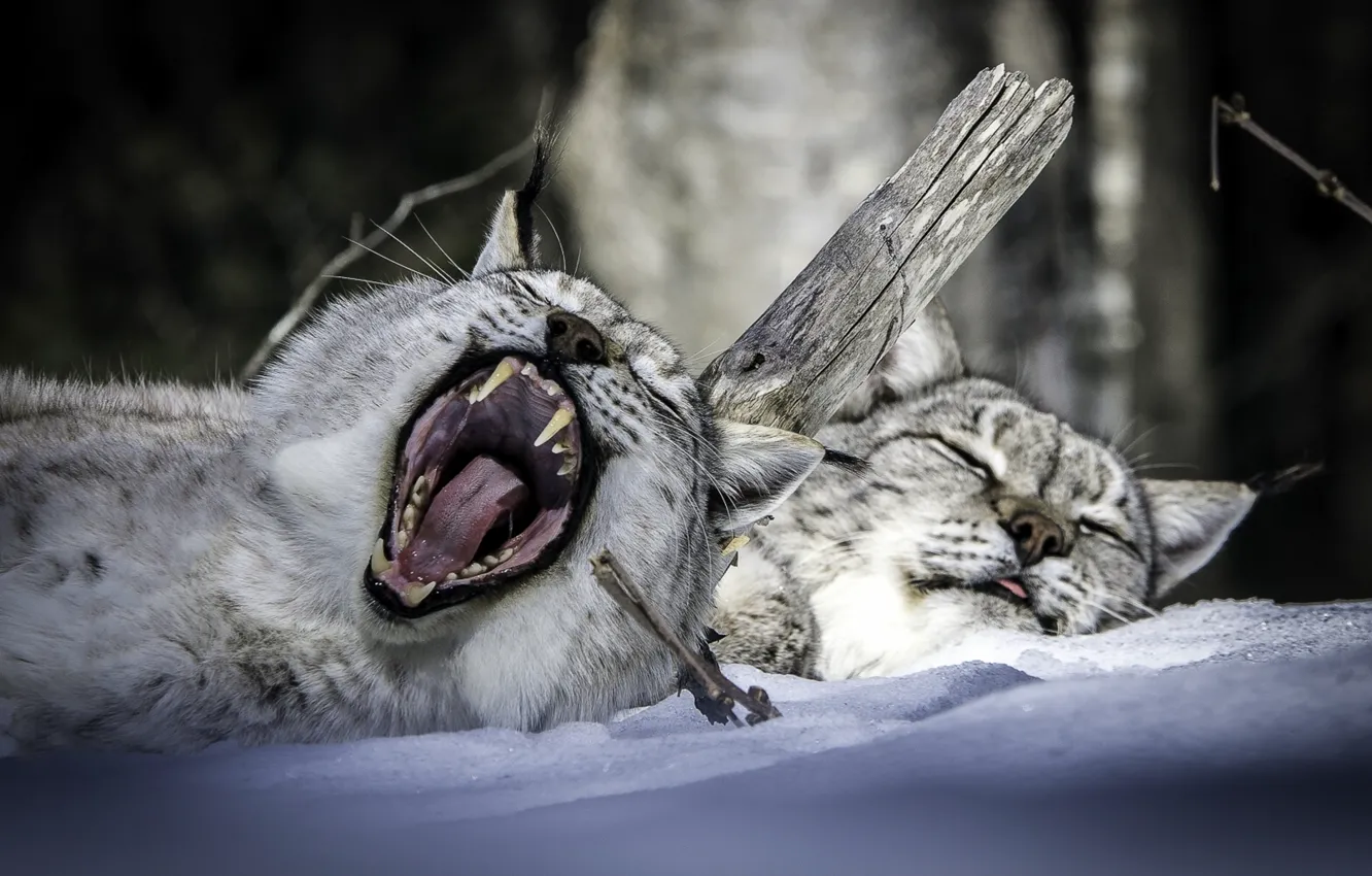 Photo wallpaper winter, snow, stay, sleep, mouth, lynx, a couple, yawn
