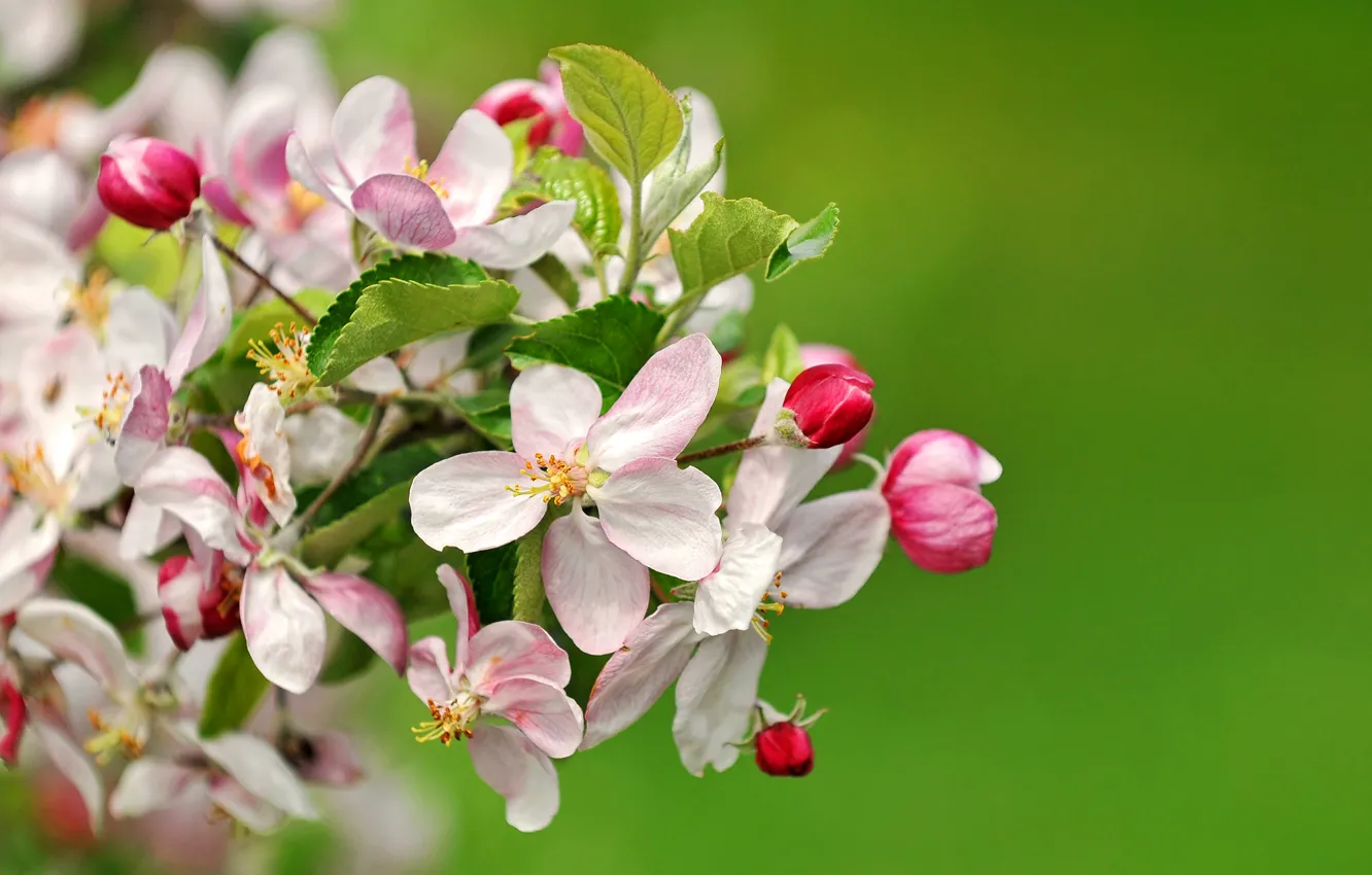 Photo wallpaper nature, spring, petals, garden