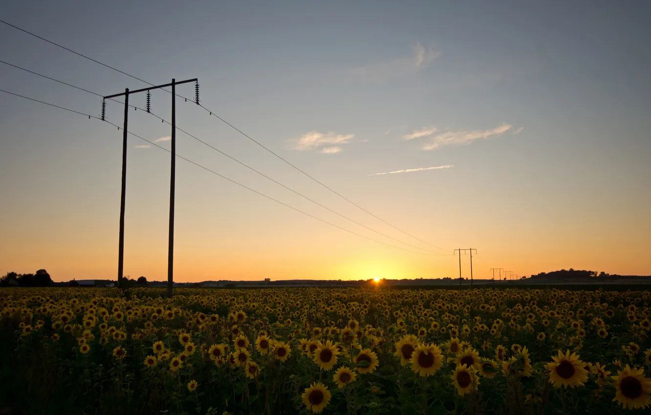 Photo wallpaper field, the sky, the sun, clouds, sunflowers, sunset, nature, wire