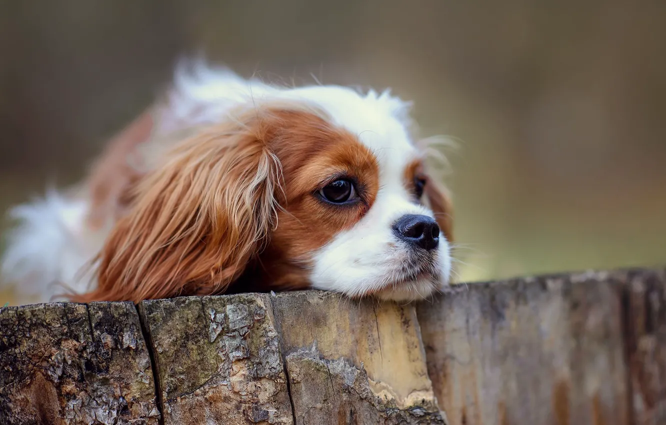 Photo wallpaper look, stump, portrait, dog, puppy, lies, face, Cavalier-king-Charles-Spaniel
