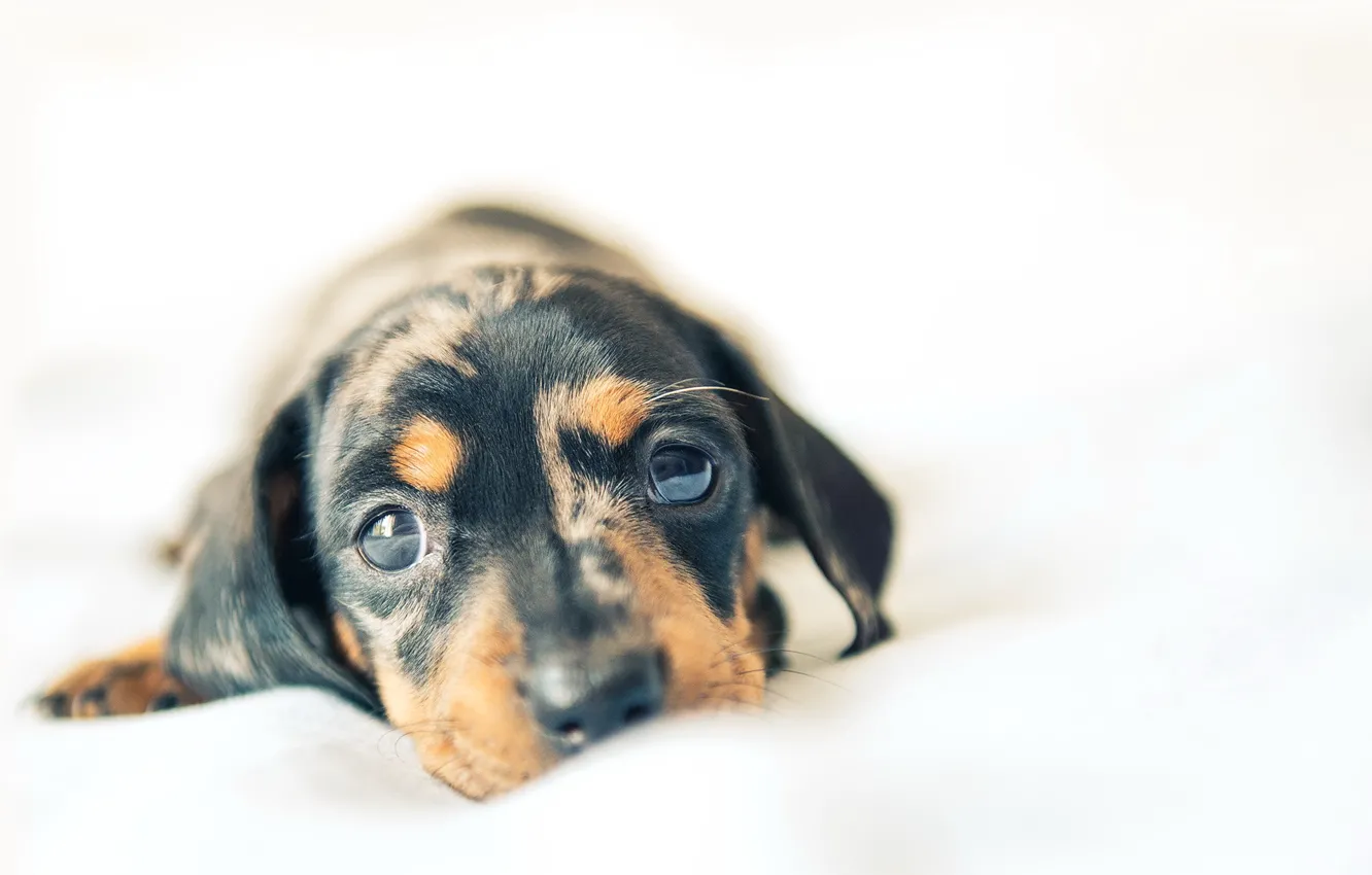 Photo wallpaper look, each, dog