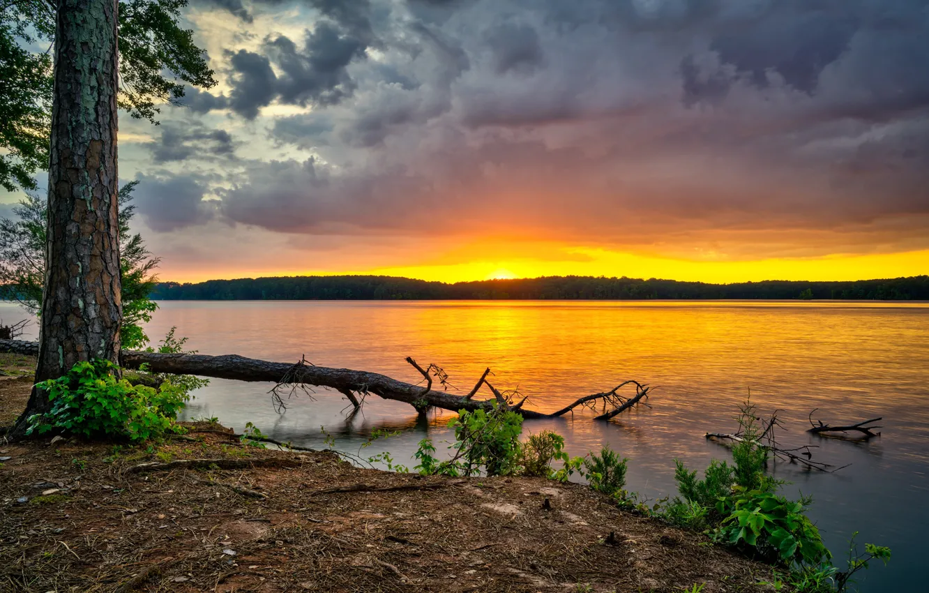 Photo wallpaper forest, the sky, trees, clouds, river, dawn, USA, Georgia