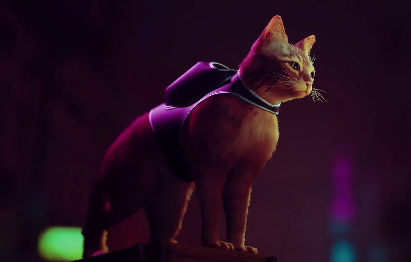 Photo wallpaper night city, backpack, a ginger cat, cat, Stray