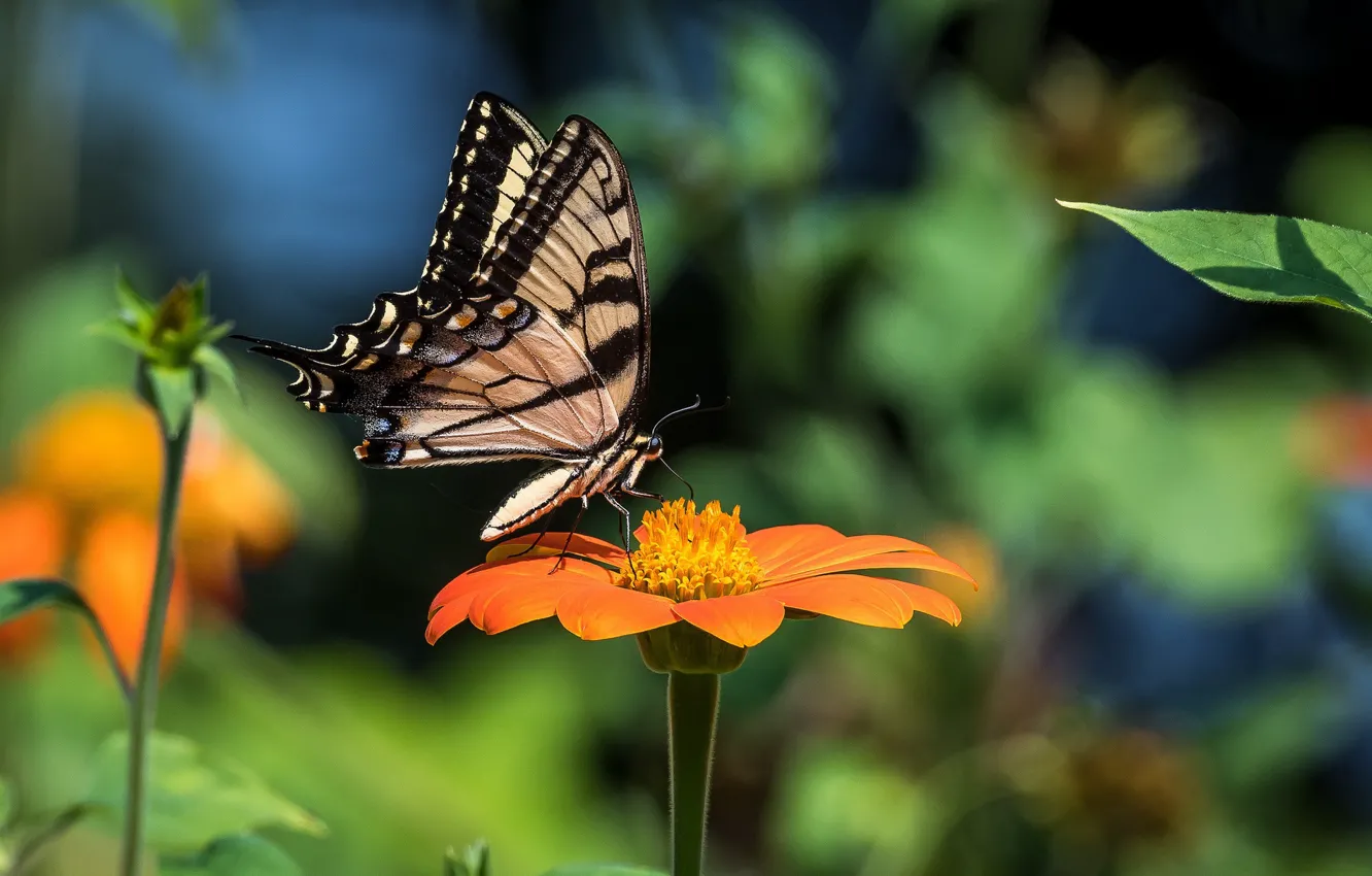 Photo wallpaper flowers, butterfly, swallowtail