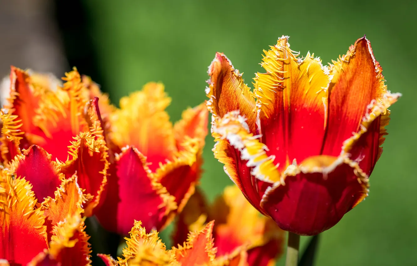 Photo wallpaper macro, light, flowers, orange, red, spring, petals, tulips