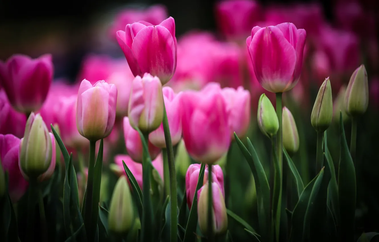 Photo wallpaper flowers, Tulips, pink, buds, flowerbed