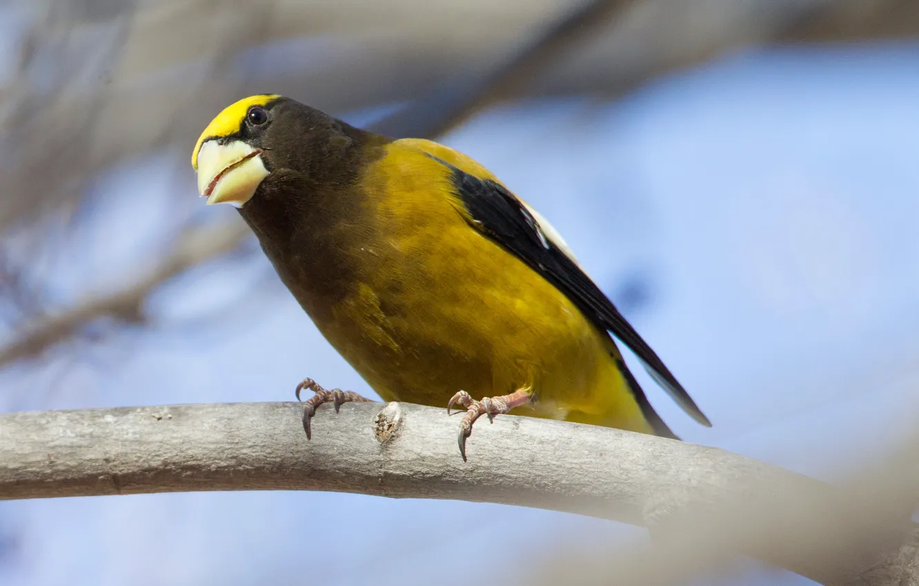 Photo wallpaper branches, bird, beak, American evening Grosbeak