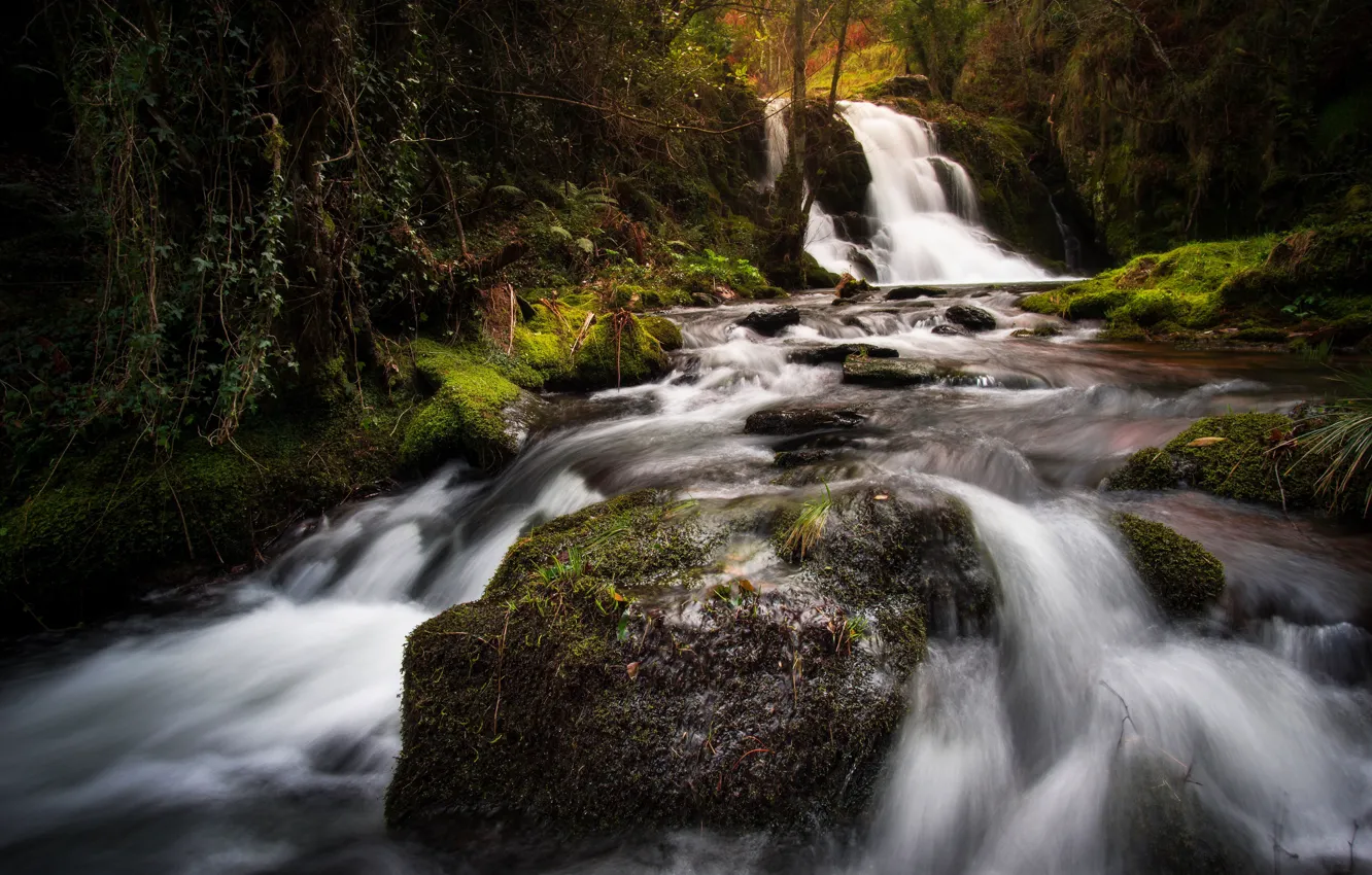 Photo wallpaper greens, autumn, forest, summer, leaves, water, nature, stones