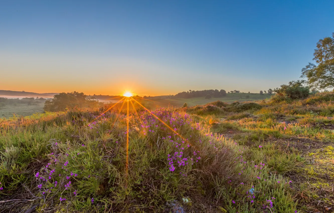 Photo wallpaper field, summer, the sun, sunset, flowers, meadow, Heather