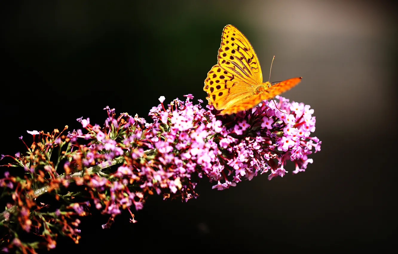 Photo wallpaper flower, nature, butterfly, insect, moth