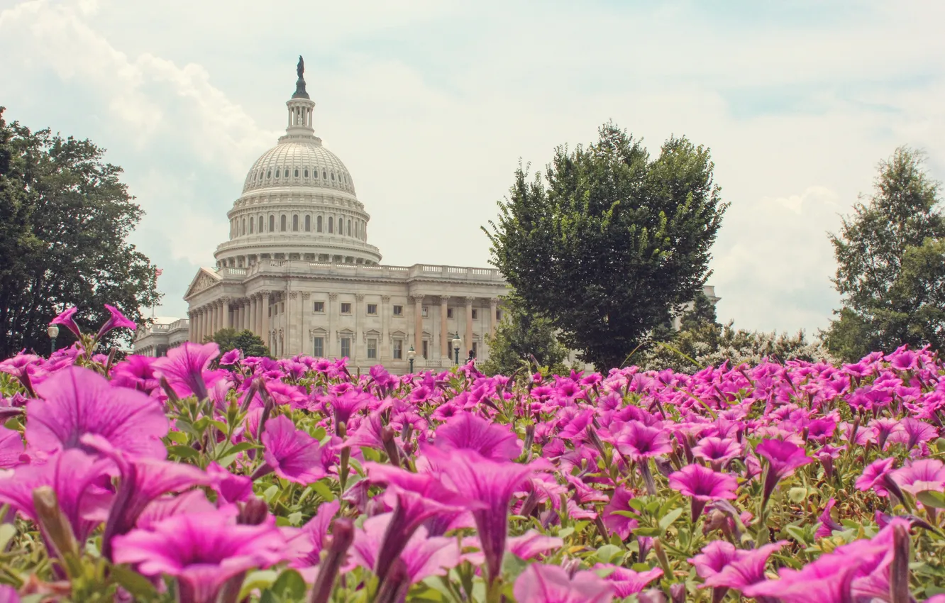 Photo wallpaper flowers, Washington, USA, Capitol, Congress