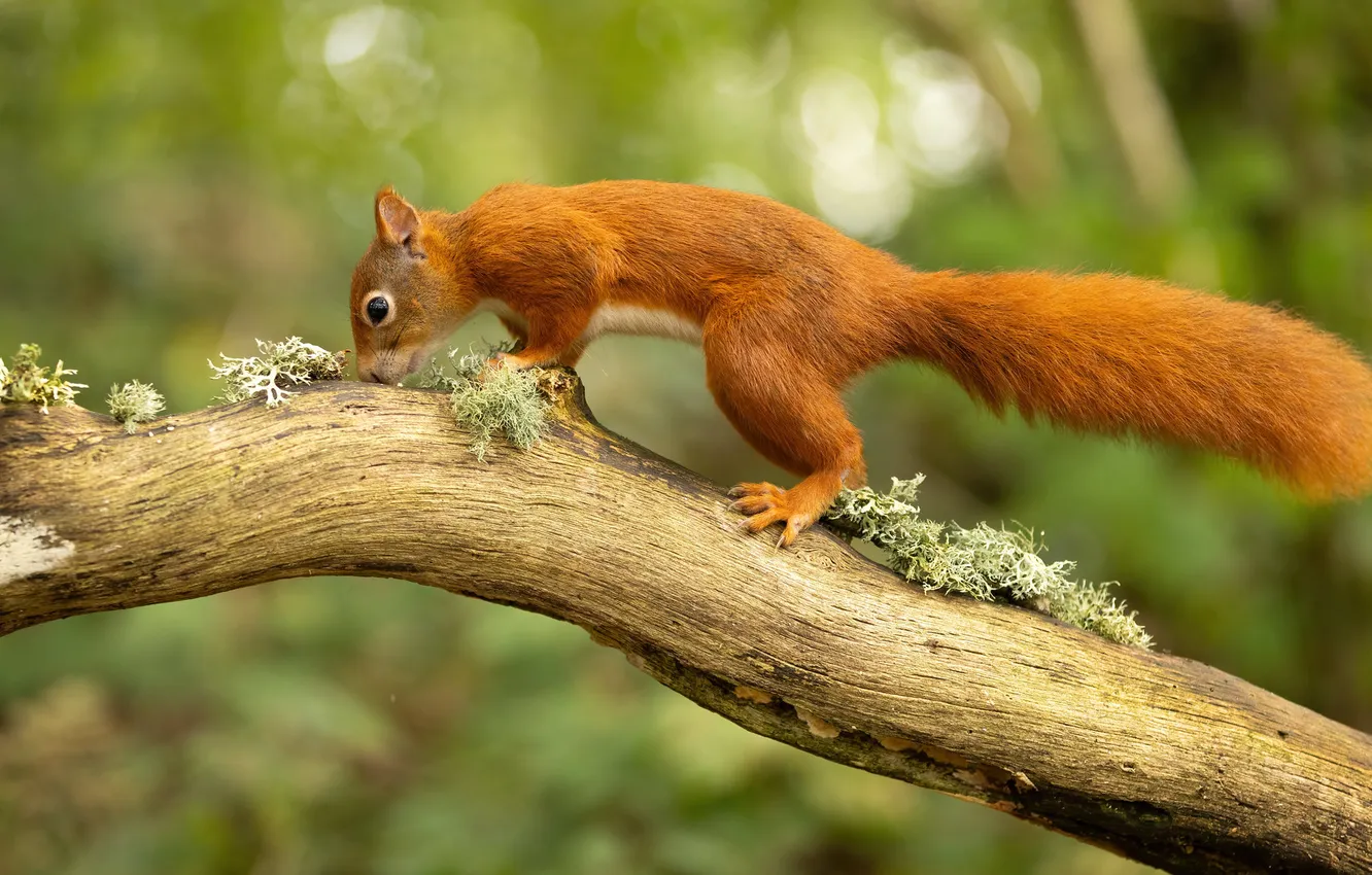 Photo wallpaper protein, red, rodent