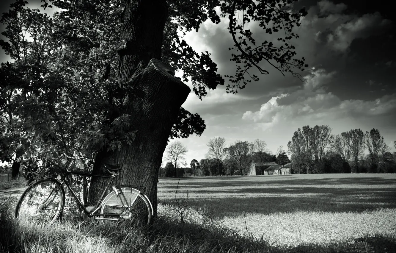 Photo wallpaper field, landscape, nature, bike, tree, bicycle, black and white, field
