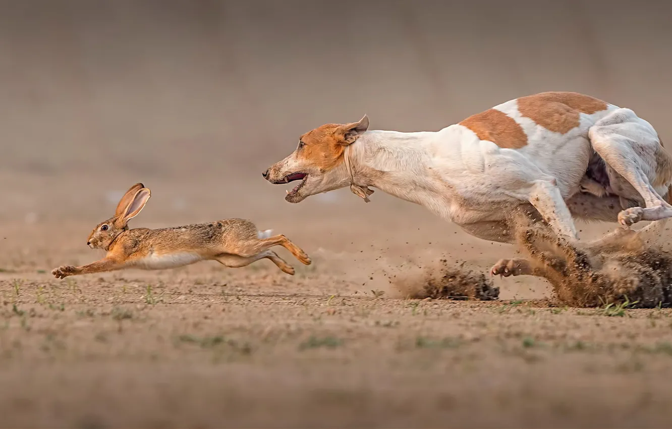 Photo wallpaper hare, dog, Death Race