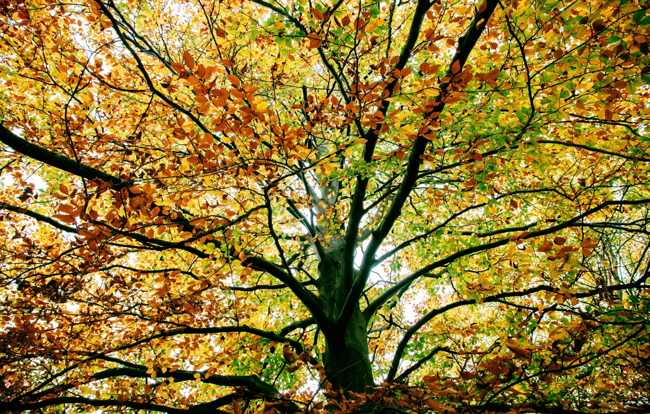 Photo wallpaper autumn, branches, tree, foliage